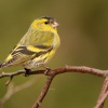 Cizek lesni - Spinus spinus - Eurasian Siskin 6244